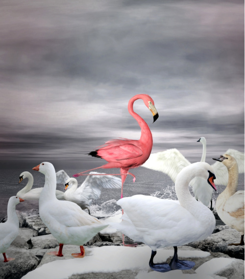 Unique Value Proposition Flamingo