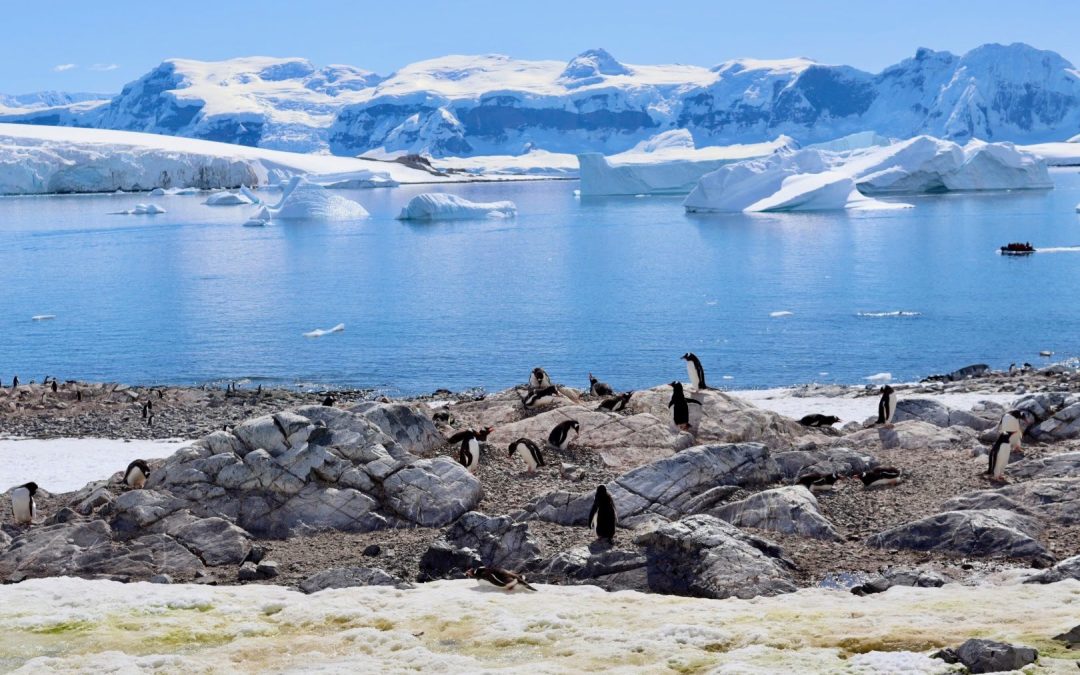 Resilience at the Edge of the World: What Antarctica Teaches Us About Leading Through Uncertainty